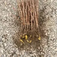 فروش نهال زودبازده با تضمین اصالت|خدمات باغبانی و درختکاری|گلستان (تهران), |دیوار