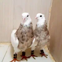 طوقی|پرنده|هشتگرد, شهرک ارم شرقی|دیوار