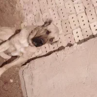 سگ درشت|سگ|نیشابور, شهرآرا|دیوار