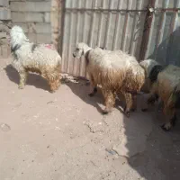 بره نر و ماده|حیوانات مزرعه|مسجد سلیمان, |دیوار