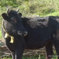 فروش لیشه|حیوانات مزرعه|لاهیجان, آهندان|دیوار