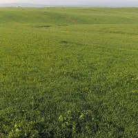 فروش گندم نو