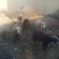 4تا شیشک و 3تا بره