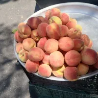 هلو آبدار وتازه