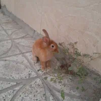 خرگوش ..|موش و خرگوش|قرچک, پویینک|دیوار