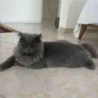 گربه نژاد بریتیش اصیل و آرام|گربه|نوشهر, |دیوار