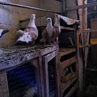 چهارجفت کلاغ کربلایی زرد هفترنگ خال سیاه دار