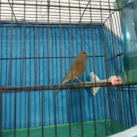 قناری فائو ماده اماده.جفتی سهره