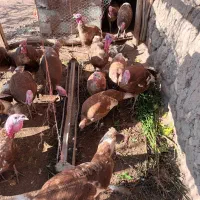 بوقلمون گوشتی ارگانیک|حیوانات مزرعه|ملکان, |دیوار