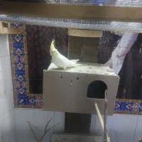 عروس هلندی|پرنده|اهواز, کوی فرهنگیان ۲|دیوار