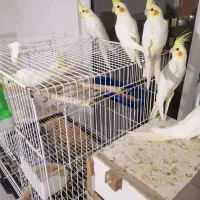 پرنده عروس هلندی|پرنده|گلبهار, نوبهار|دیوار