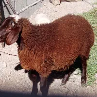 بره قوچی هترو|حیوانات مزرعه|کوهسرخ, |دیوار