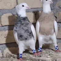 طوقی نژاد برتر