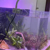 اکواریوم پلنت زیبا|ماهی|تهران, دستغیب|دیوار