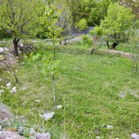 فروش-باغ-ویلایی