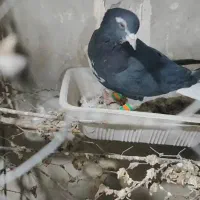 نره ماده خوشرنگ یقه بسته|پرنده|لنجان, |دیوار