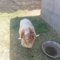 قوچ