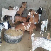 کهره و بره