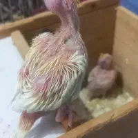 جوجه عروس هلندی