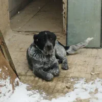 واگذاری توله نر البای