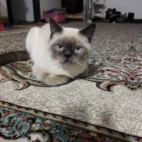 گربه برتیش