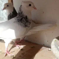 طوقی|پرنده|قم, انصار‌الحسین|دیوار