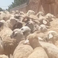 گوسفند جوان میش وبز