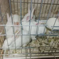 تعدادی بچه خرگوش|موش و خرگوش|جیرفت, |دیوار