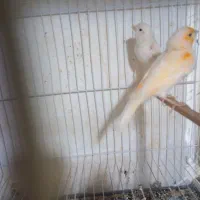 فروش  کلی 1500 جفت قناری جوجه کشیده گلستر موزایکی