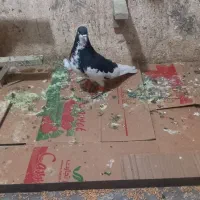 کفتر شهری دست اولی|پرنده|شیراز, جوادیه|دیوار