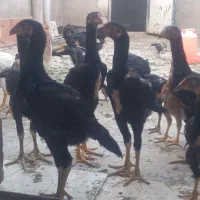 مرغ وخروس اوشامو جوجه