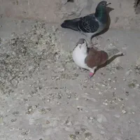 شکار بشرت پرش