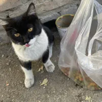 واگذاری گربه