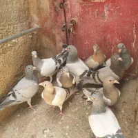 فروش 10عدد جوجه خودمونی واکسن خورده