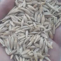 جو دیم درجه یک و کاه نخود