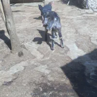 بزغاله شیری