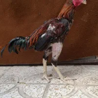 خروس لاری
