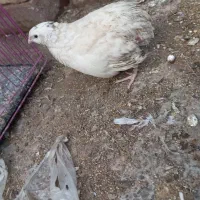 بلدرچین تخمی