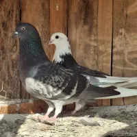 ۱۵ عدد کبوتر یکجا دونه ای ۳۵۰