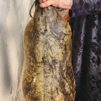 پوست هیزه|صنایع دستی و سایر لوازم تزئینی|نورآباد, |دیوار