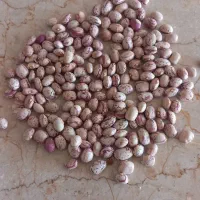 لوبیا چیتی سرحدی