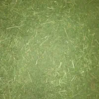 فروش یونجه خشک|حیوانات مزرعه|گتوند, |دیوار