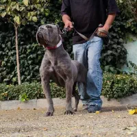 داگو گریت دین آکیتا آلابای خراسانی|سگ|تهران, سعادت‌آباد|دیوار