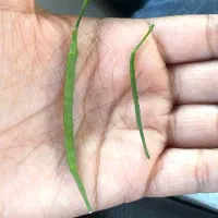 کود مایع هیومیک برند سبوسیب بمب بذرمال|خدمات باغبانی و درختکاری|دهگلان, |دیوار