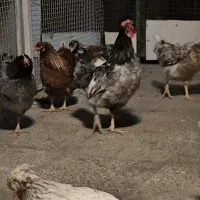 تخم نطفه دار|حیوانات مزرعه|ری, دولت‌آباد|دیوار