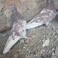 کفتر کله پرشی|پرنده|تربتحیدریه, بی بی حسنیه|دیوار