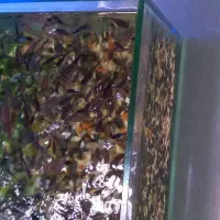 آکواریوم باماهی