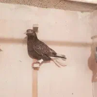 پرنده دم سفید