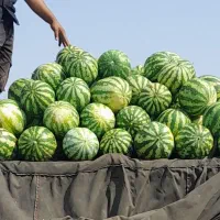 میوه