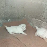 سگ پیکینیز امپریال اصیل|سگ|چابکسر, |دیوار